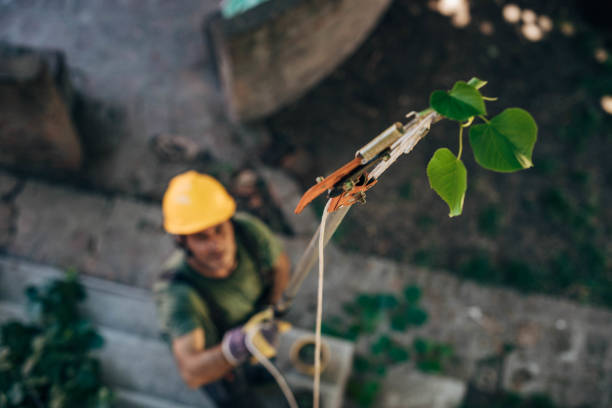 How Our Tree Care Process Works  in Middle Valley, TN